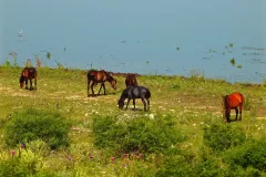 P5204002