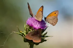 P5234013